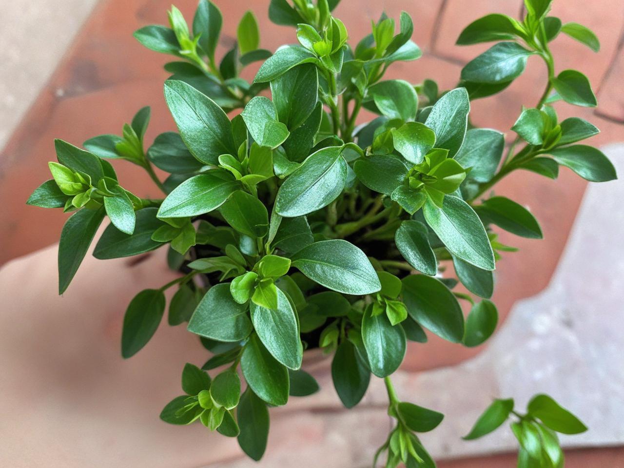 姥爷生日快乐！快来点击链接下载专属祝福，为他送上满满心意(图1)