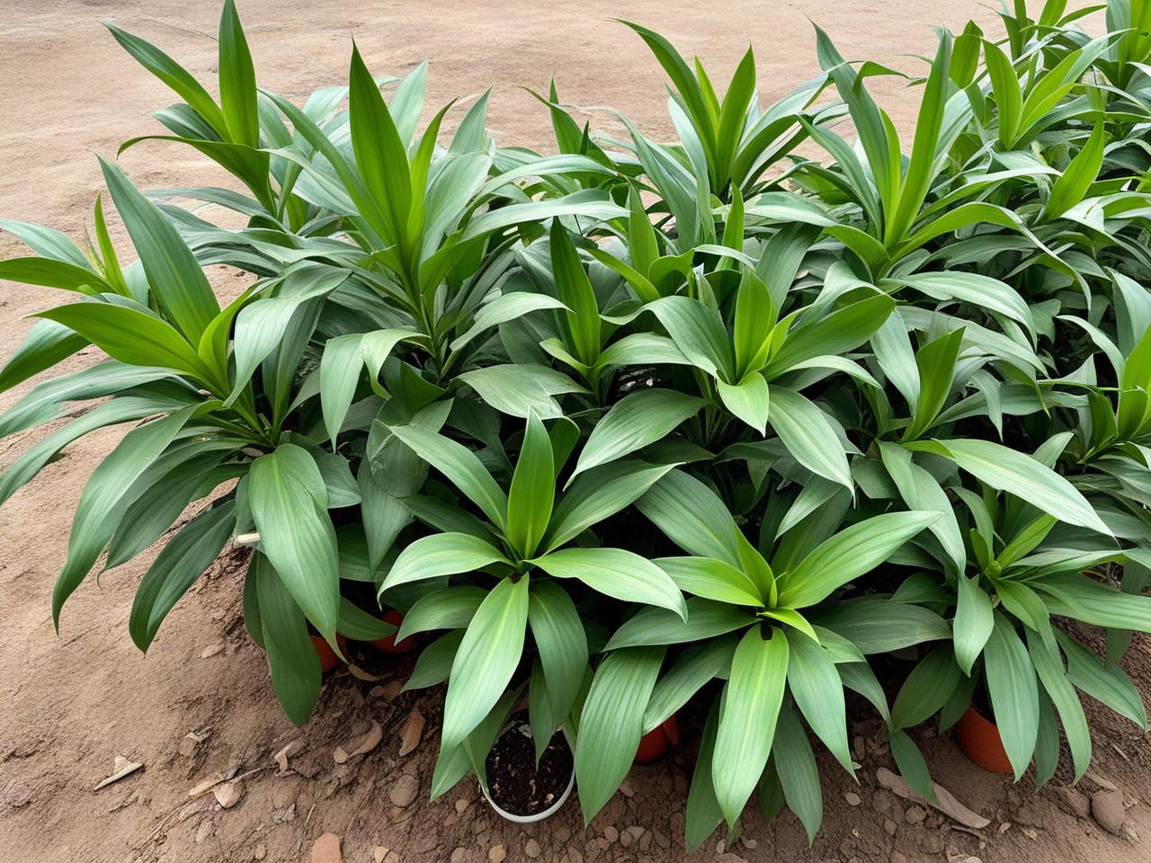 莫言经典语录中的人生感悟：穿透岁月的智慧启迪(图1)